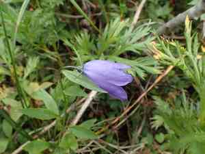 Campanula alaskana(Campanula alaskana)
