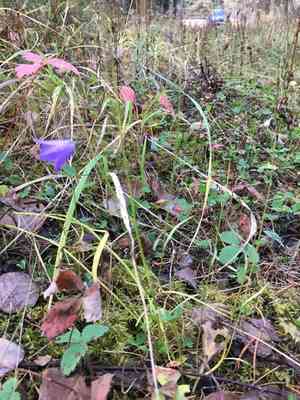 Campanula alaskana(Campanula alaskana)