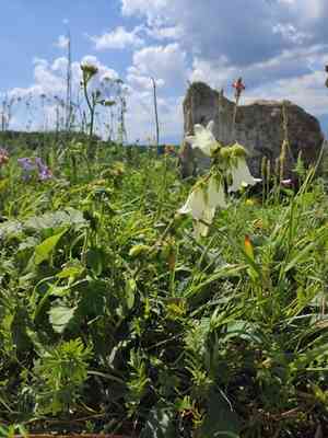 Cornish bellflower(Campanula alliariifolia)