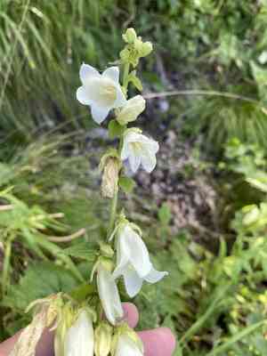 Cornish bellflower(Campanula alliariifolia)