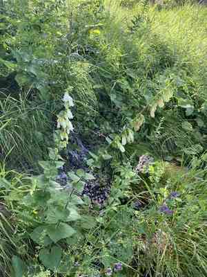 Cornish bellflower(Campanula alliariifolia)
