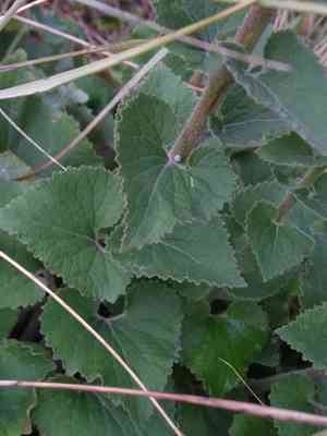 Cornish bellflower(Campanula alliariifolia)