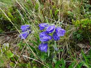Alpine bellflower(Campanula alpina)