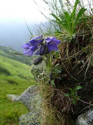 Alpine bellflower(Campanula alpina)