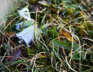 Alpine bellflower(Campanula alpina)