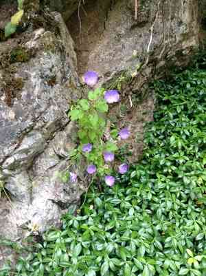 Tussock bellflower(Campanula carpatica)