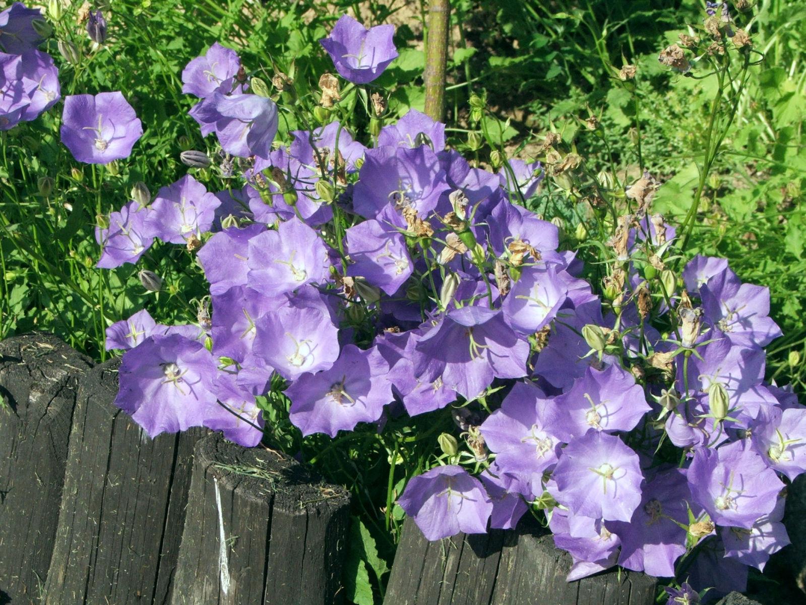 Tussock bellflower