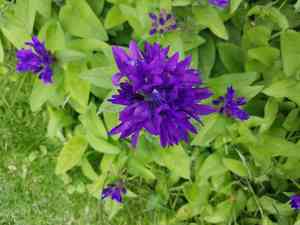 Clustered bellflower(Campanula glomerata)
