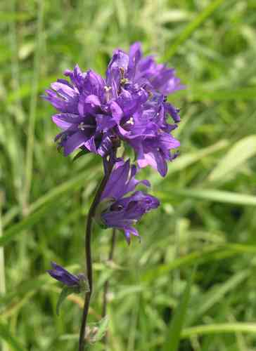 Clustered bellflower(Campanula glomerata)