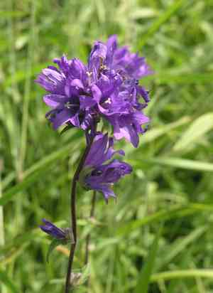 Clustered bellflower(Campanula glomerata)