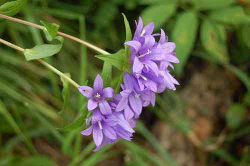 Clustered bellflower(Campanula glomerata)