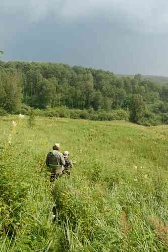 Clustered bellflower(Campanula glomerata)