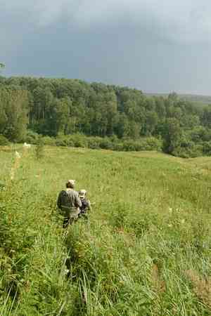 Clustered bellflower(Campanula glomerata)