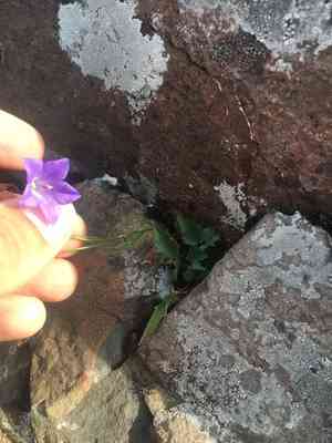 Campanula intercedens(Campanula intercedens)