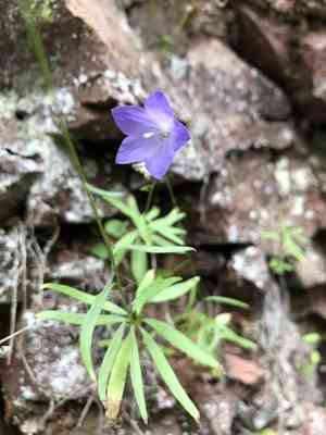 Campanula intercedens(Campanula intercedens)