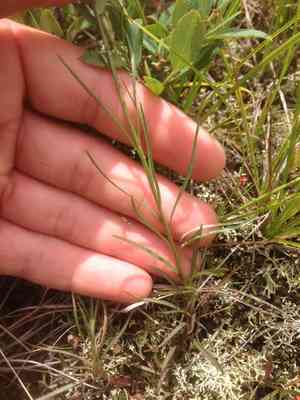 Campanula intercedens(Campanula intercedens)