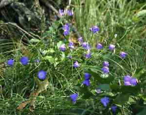 Campanula intercedens(Campanula intercedens)