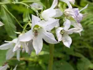 Milky bellflower(Campanula lactiflora)