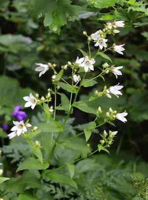 Milky bellflower(Campanula lactiflora)
