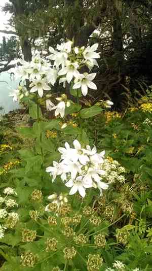 Milky bellflower(Campanula lactiflora)