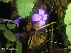 Spreading bellflower(Campanula patula)