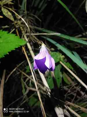 Spreading bellflower(Campanula patula)