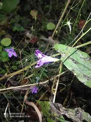 Spreading bellflower(Campanula patula)