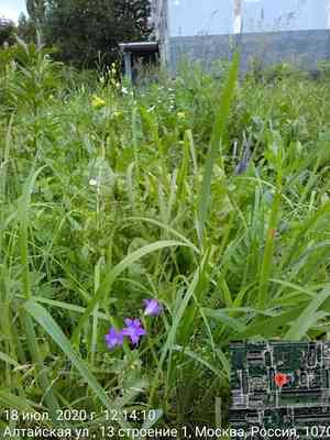 Spreading bellflower(Campanula patula)