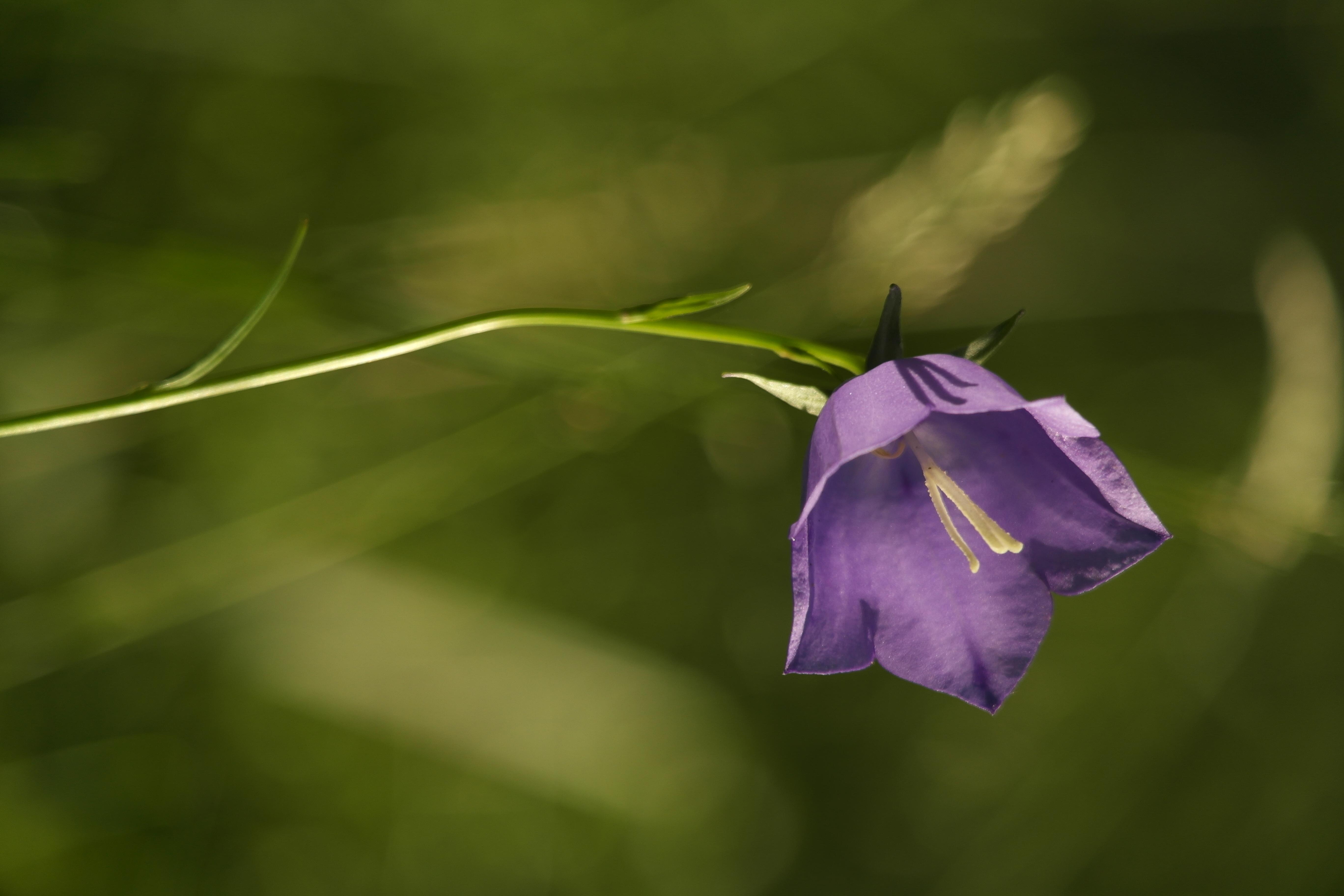 Peach-leaved bellflower