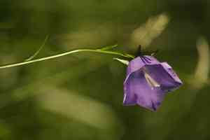 Peach-leaved bellflower(Campanula persicifolia)