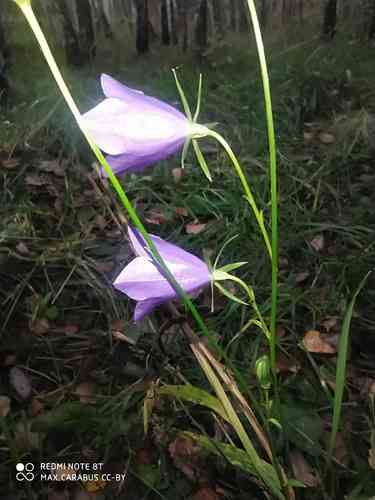 Peach-leaved bellflower(Campanula persicifolia)