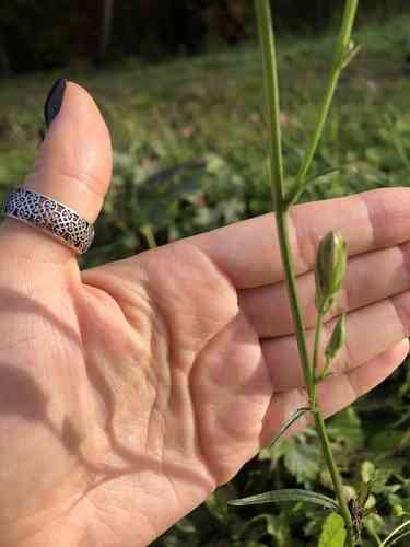 Peach-leaved bellflower(Campanula persicifolia)
