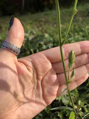 Peach-leaved bellflower(Campanula persicifolia)