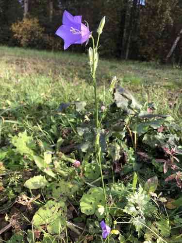 Peach-leaved bellflower(Campanula persicifolia)