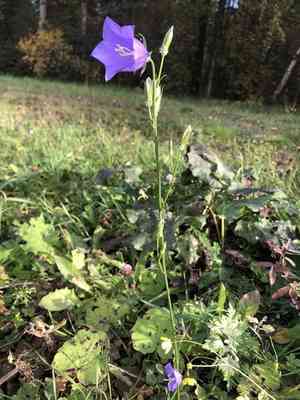 Peach-leaved bellflower(Campanula persicifolia)