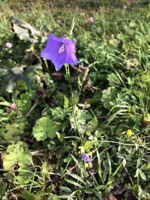 Peach-leaved bellflower(Campanula persicifolia)