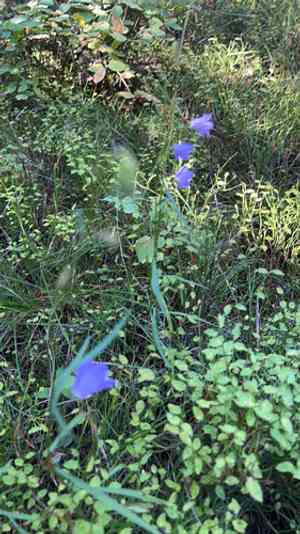 Campanula petiolata(Campanula petiolata)