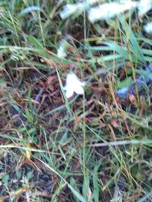 Campanula petiolata(Campanula petiolata)