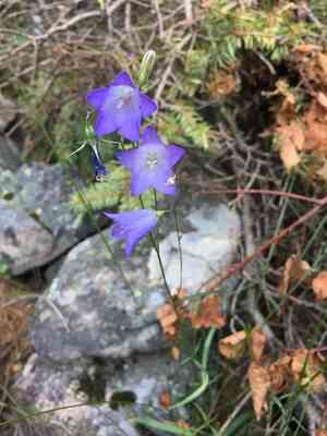 Campanula petiolata(Campanula petiolata)