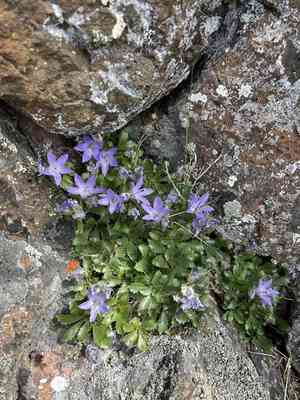 Olympic bellflower(Campanula piperi)