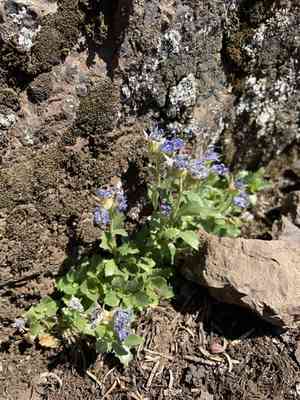Olympic bellflower(Campanula piperi)
