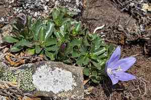 Olympic bellflower(Campanula piperi)