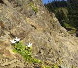 Olympic bellflower(Campanula piperi)