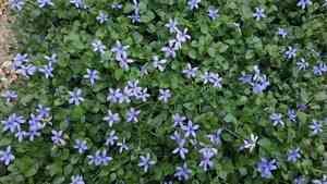Serbian bellflower(Campanula poscharskyana)