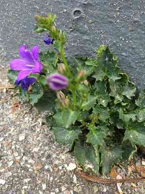 Serbian bellflower(Campanula poscharskyana)