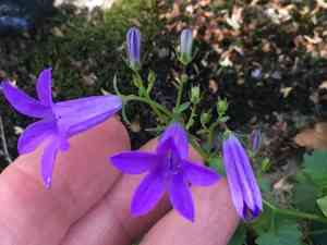 Serbian bellflower(Campanula poscharskyana)