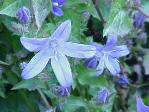 Serbian bellflower(Campanula poscharskyana)