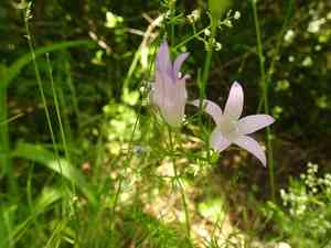 Rampion(Campanula rapunculus)