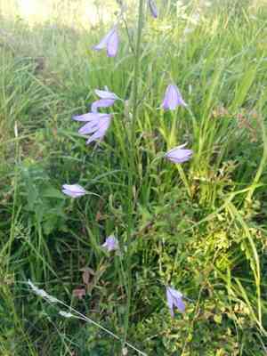 Rampion(Campanula rapunculus)