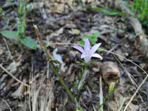 Rampion(Campanula rapunculus)